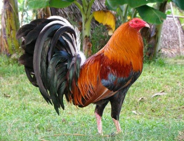 ¿a Qué Edad Crecen Las Espuelas Un Gallo Todo Sobre Agriculturaemk 2188